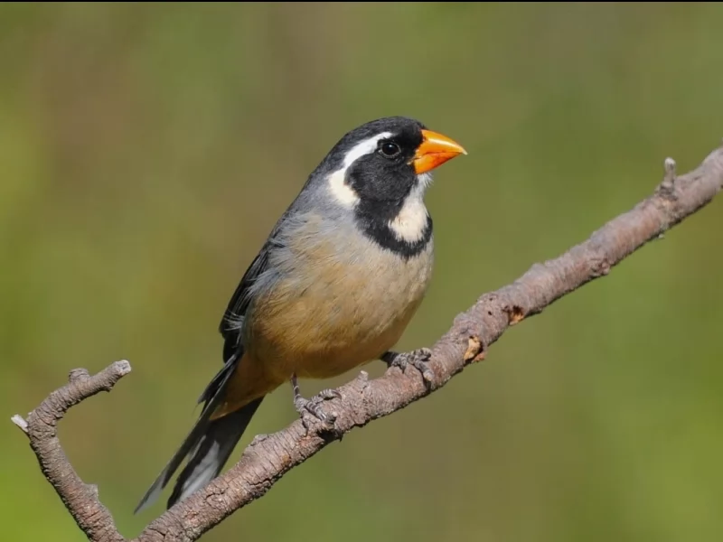 Golden-billed Saltator