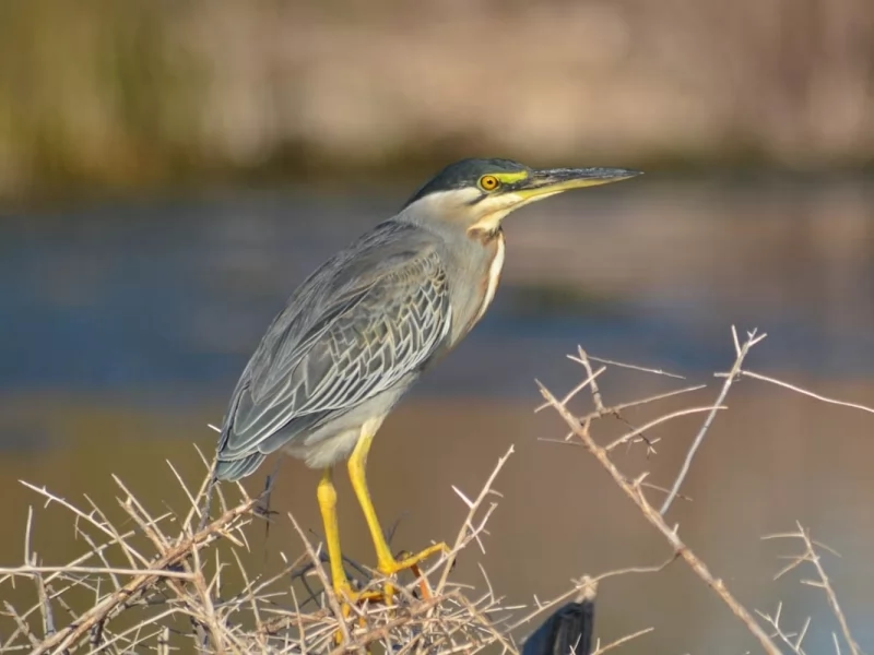 Striated Heron