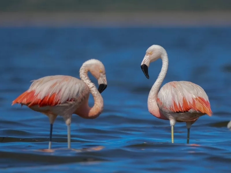 Chilean Flamingo