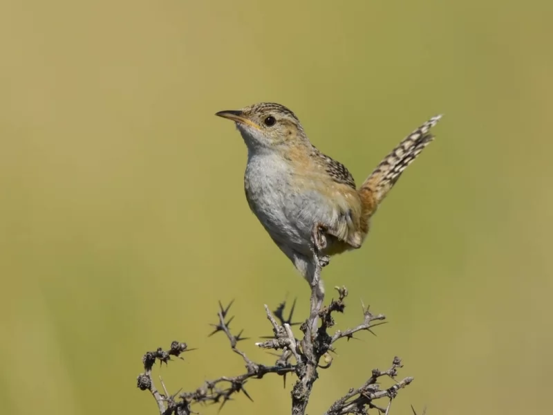 Grass Wren