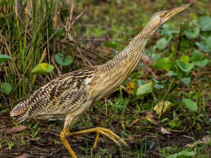 Pinnated Bittern