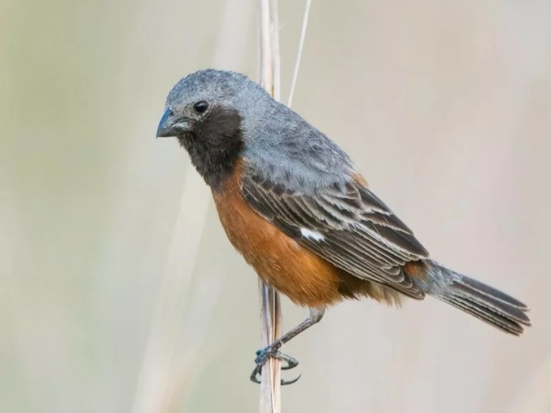 Dark-throated Seedeater