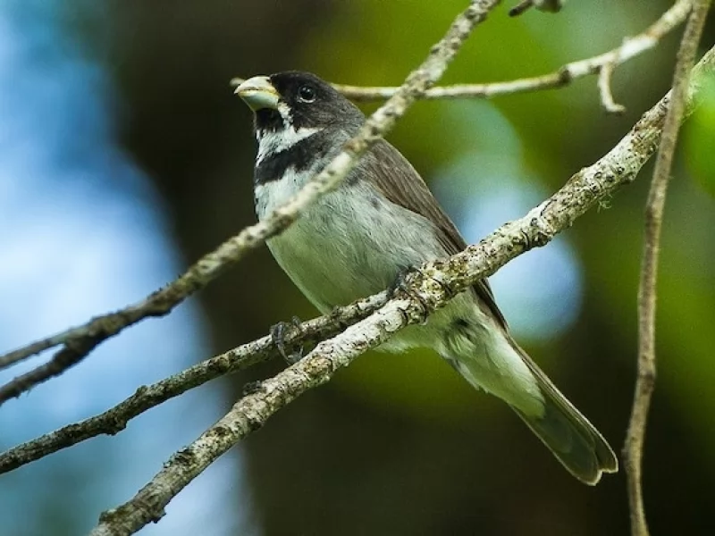 Double-collared Seedeater