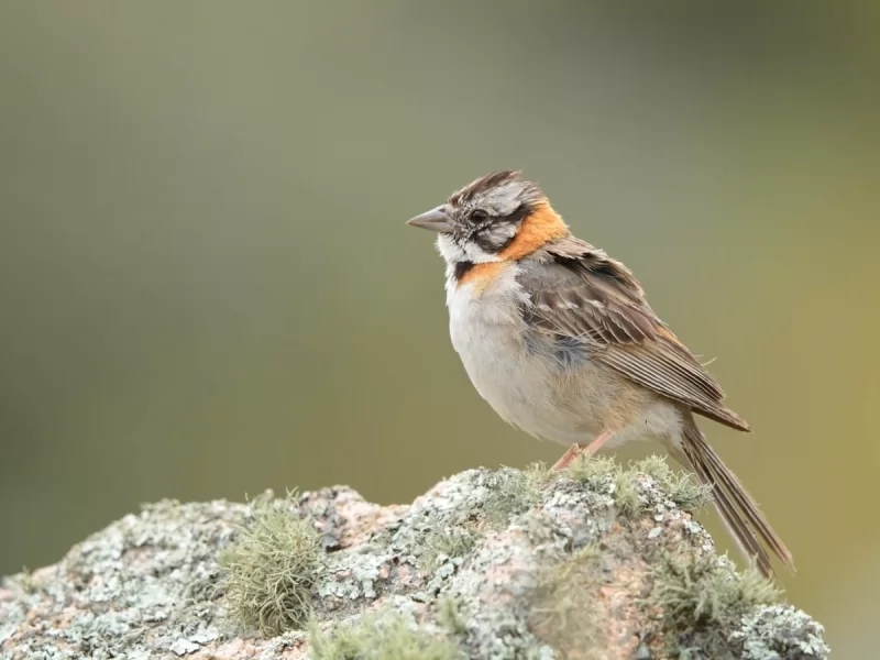 Rufous-collared Sparrow