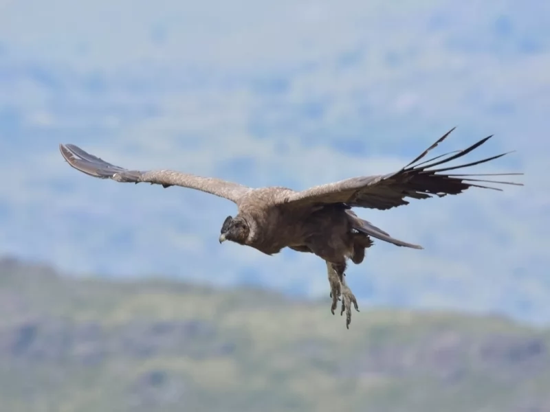 Andean Condor