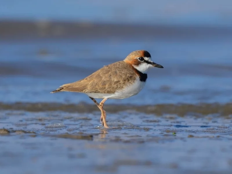 Collared Plover