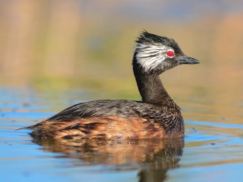 White-Tufted Grebe