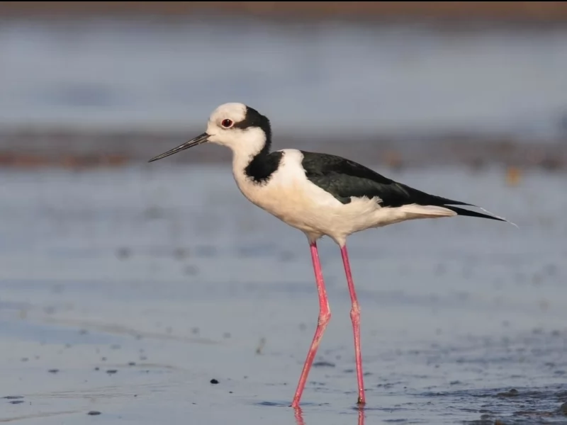 South American Stilt