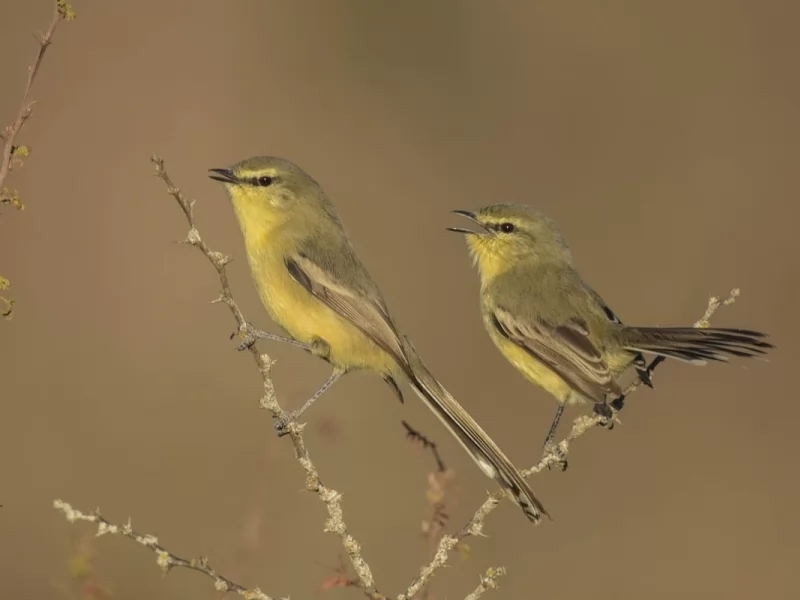 Greater-Wagtail Tyrant