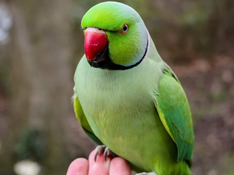 Does Supplemental Feeding Help Nesting Birds?