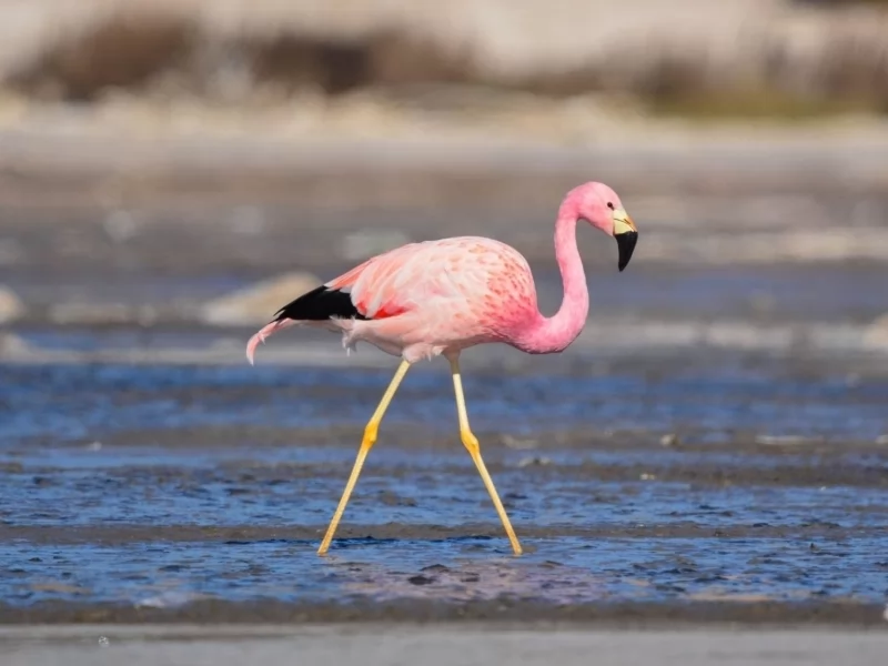 Leonardo DiCaprio supported the creation of a new national park in Argentina