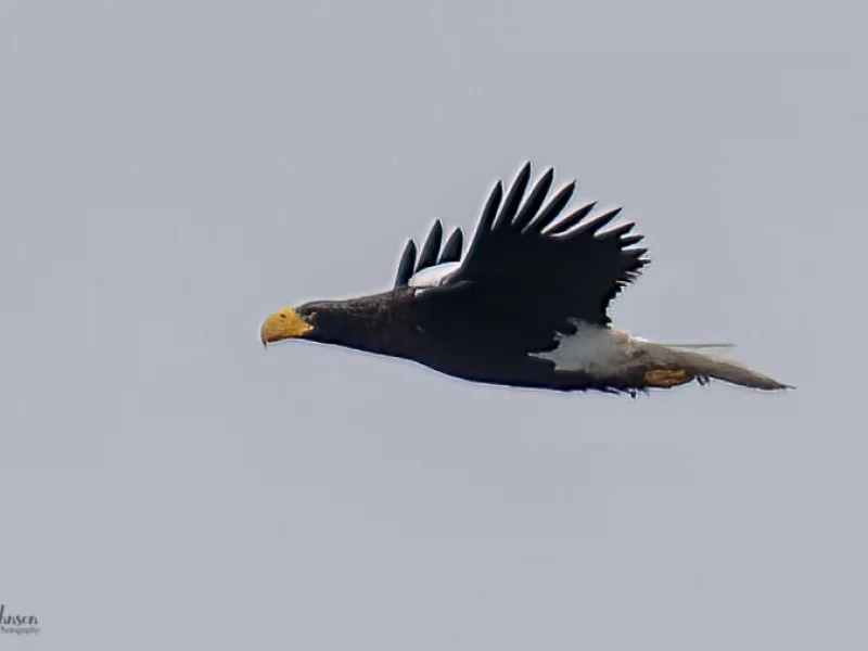 Extremely rare bird spotted along the Midcoast, draws hundreds of birders to Georgetown