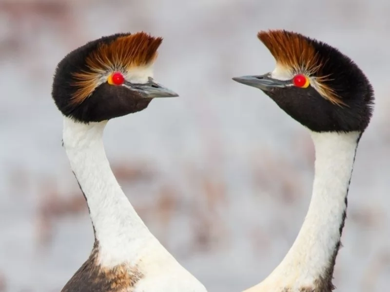 Surprise in the south