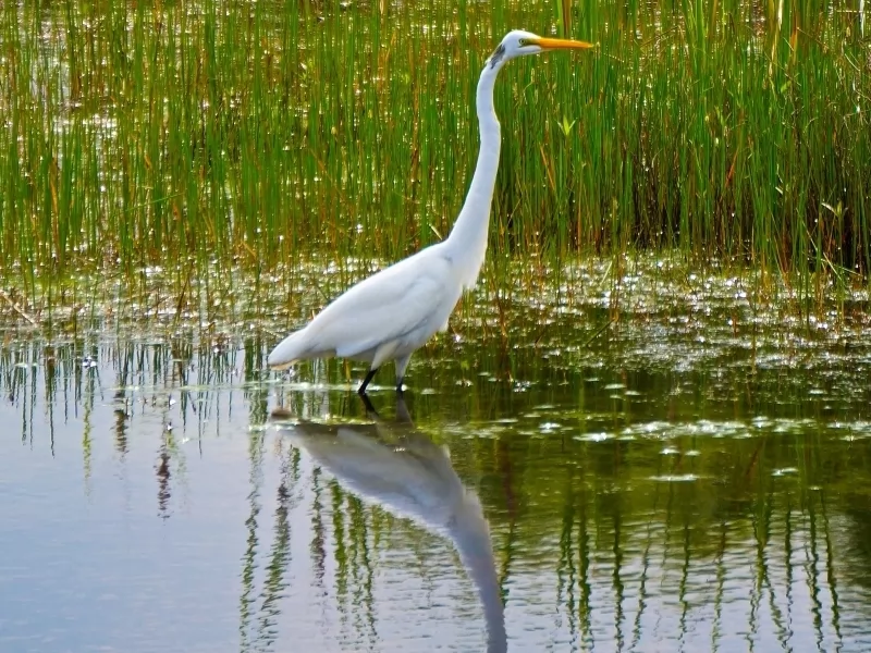 World Wetlands Day is commemorated