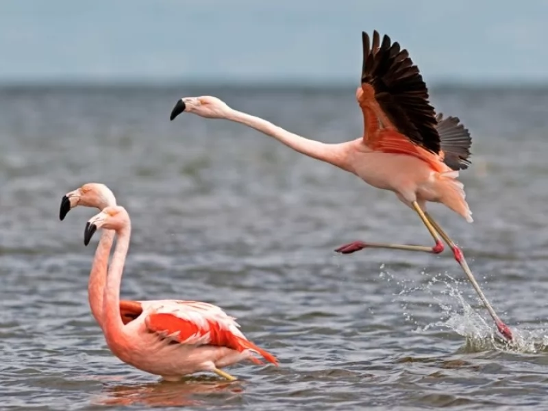 The Ansenuza National Park was created in the province of Córdoba