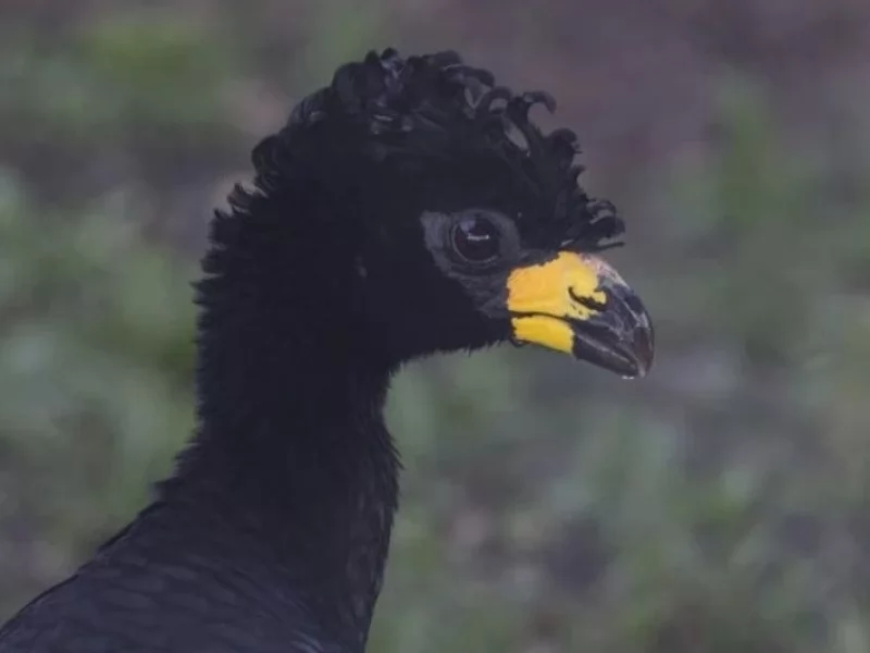 How many species of birds are there in Argentina?