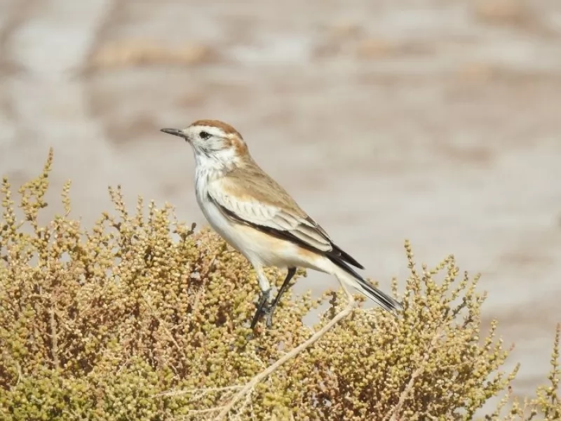 Endemic Birds Of Argentina