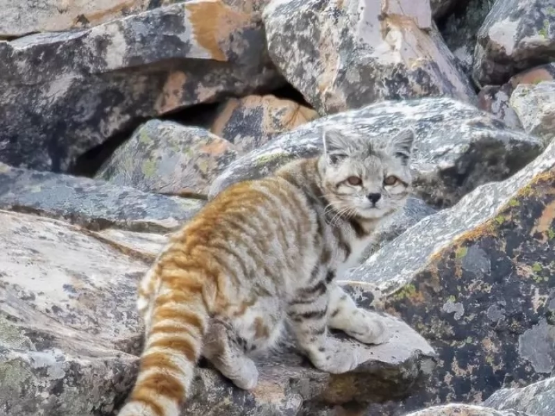 “The Ghost of the Andes”, and the Cordoba Photographer who got him.