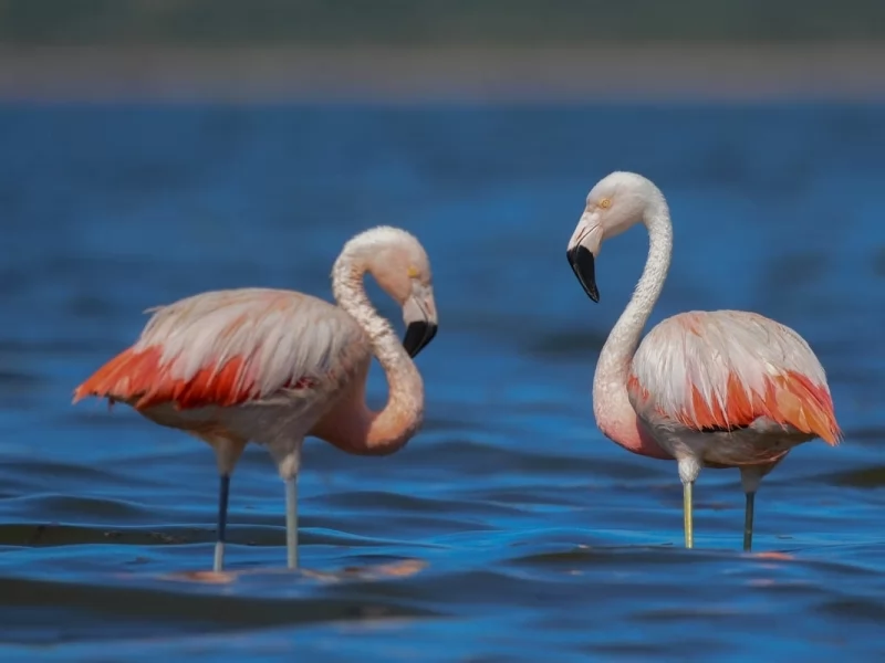 Chilean Flamingo