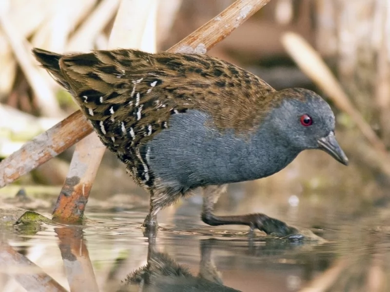 Dot-winged Crake