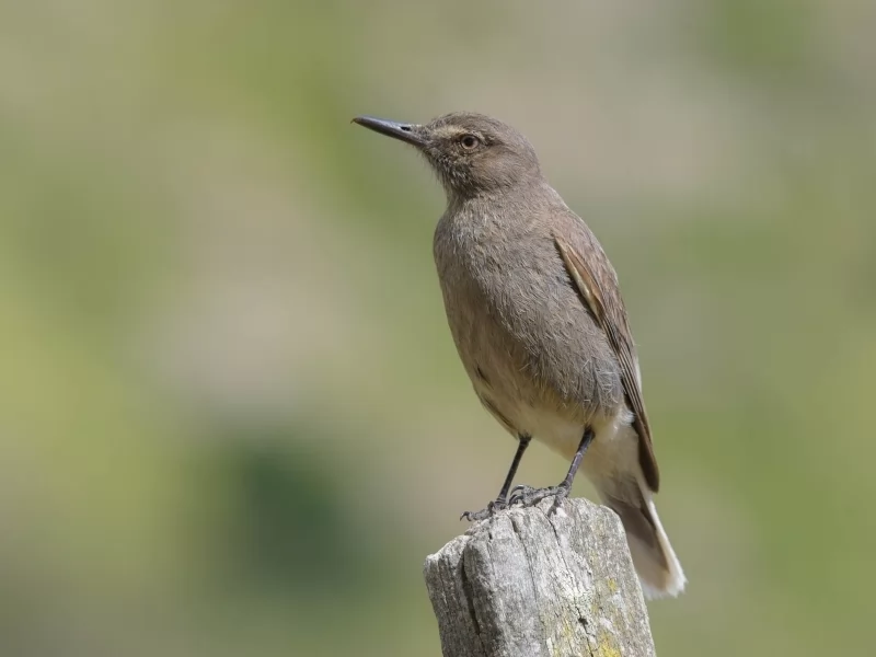  Black-billed Shrike-tyrant