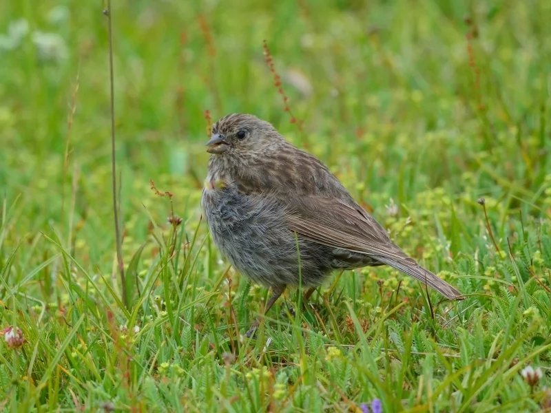 Plumbeous Sierra-finch