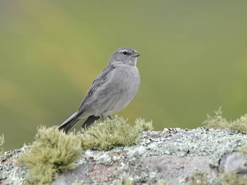Ash-breasted Sierra-finch