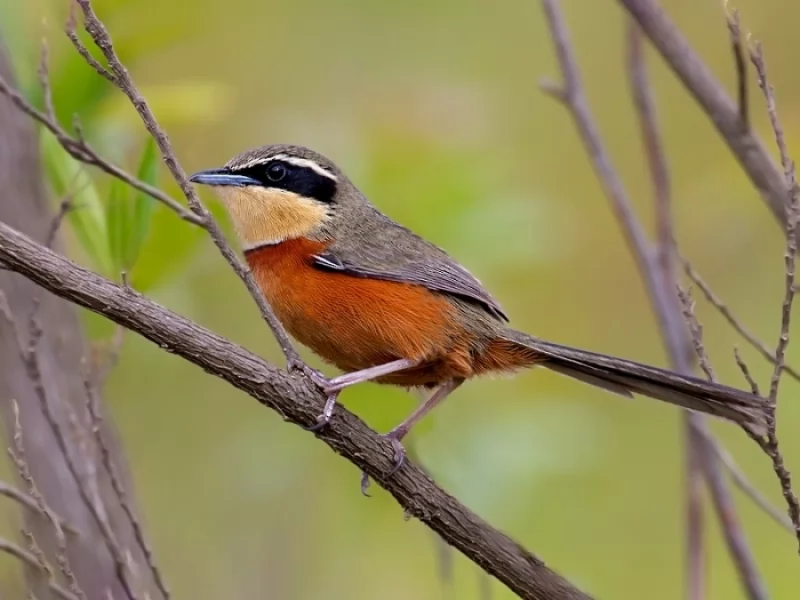 Olive-crowned Crescentchest