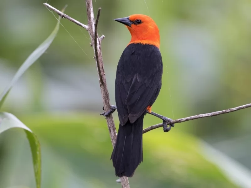 Scarlet-headed Blackbird
