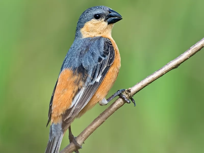 Tawny-bellied Seedeater