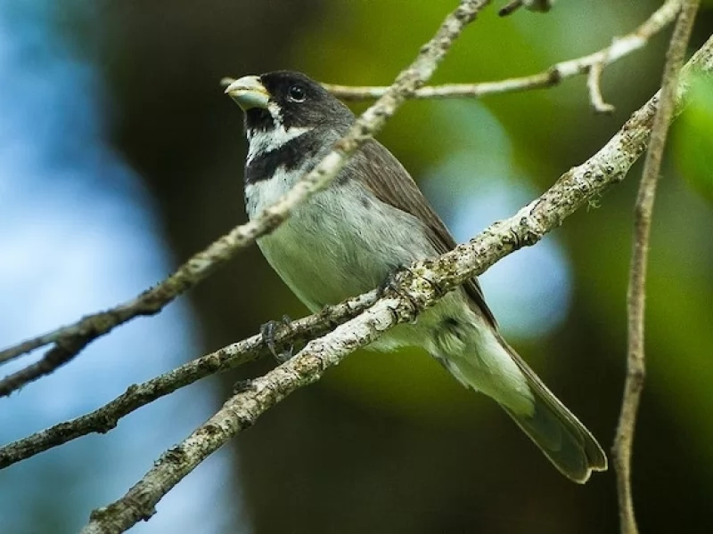 Double-collared Seedeater