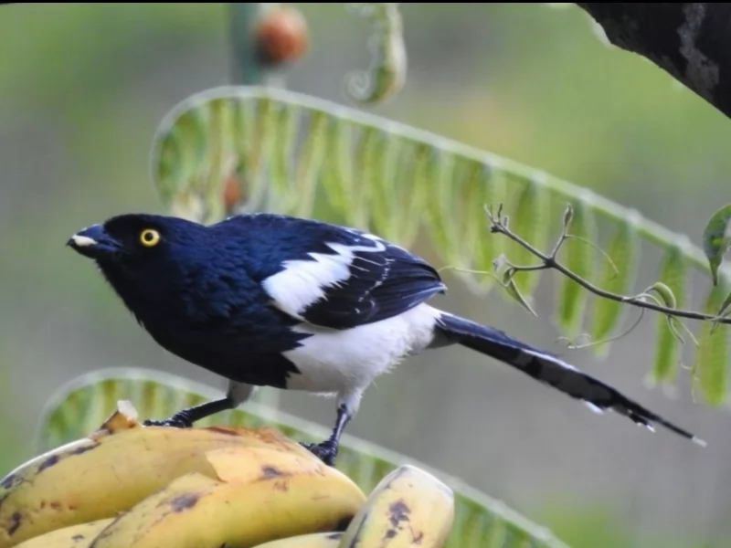Magpie Tanager