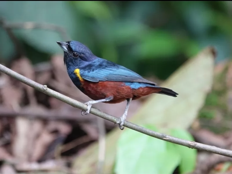 Chestnut-bellied Euphonia