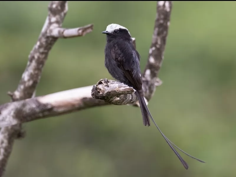 Long-tailed Tyrant