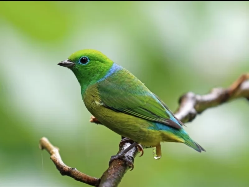 Blue-naped Chlorophonia