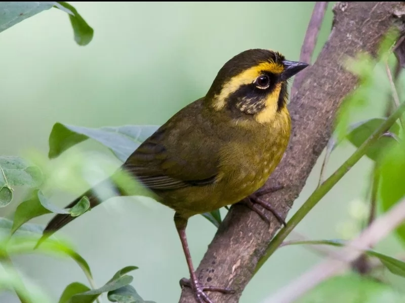 Yellow-striped Brushfinch