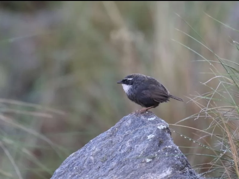 White-browed tapaculo
