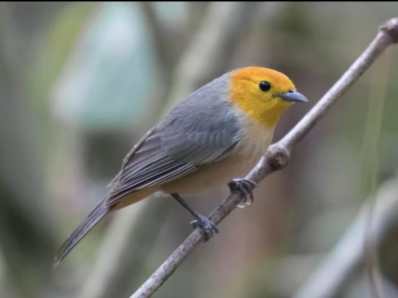 Orange-headed Tanager