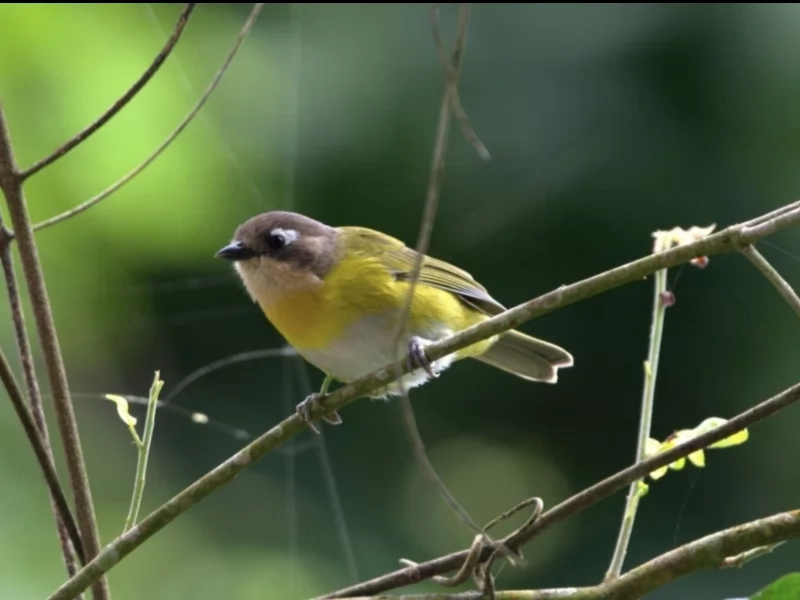 Common Chlorospingus