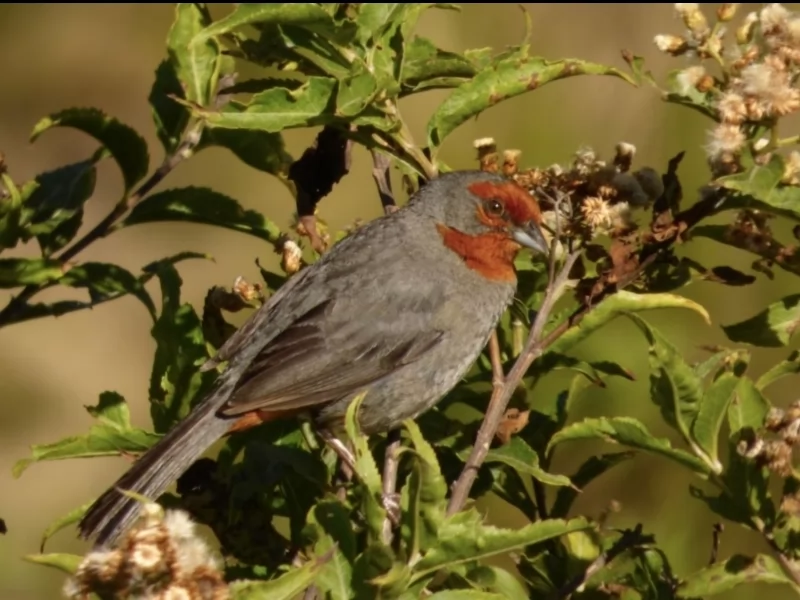 Tucuman Mountain Finch