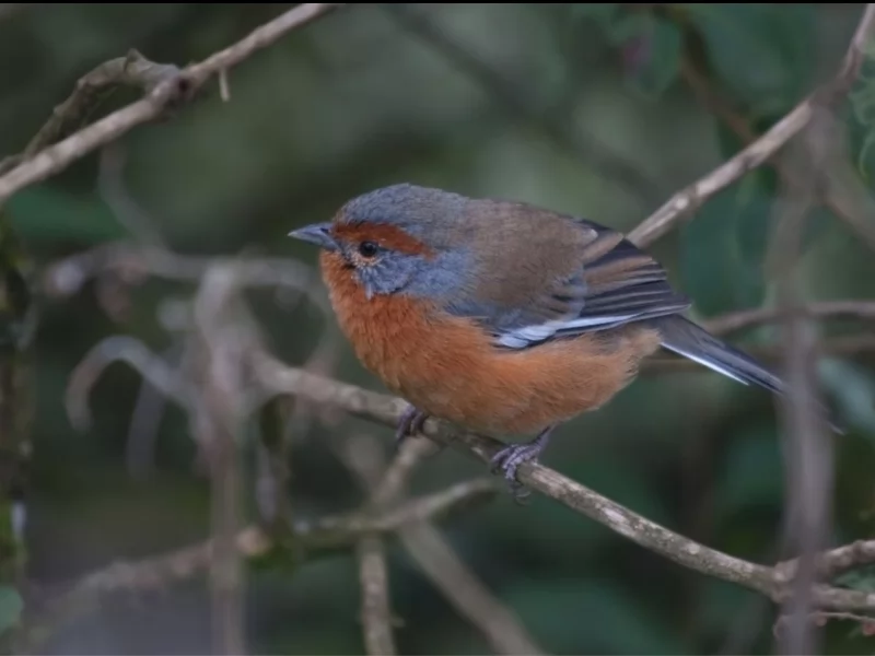 Rusty-browed Warbling Finch