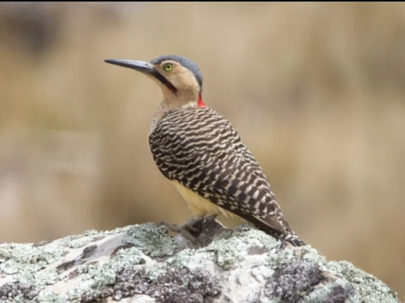 Andean Flicker