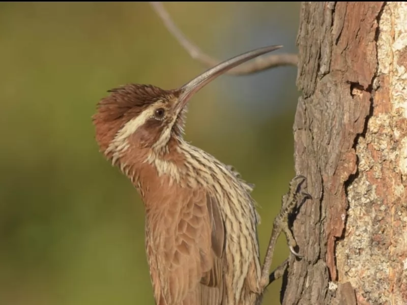 Scimitar-billed Woodcreeper