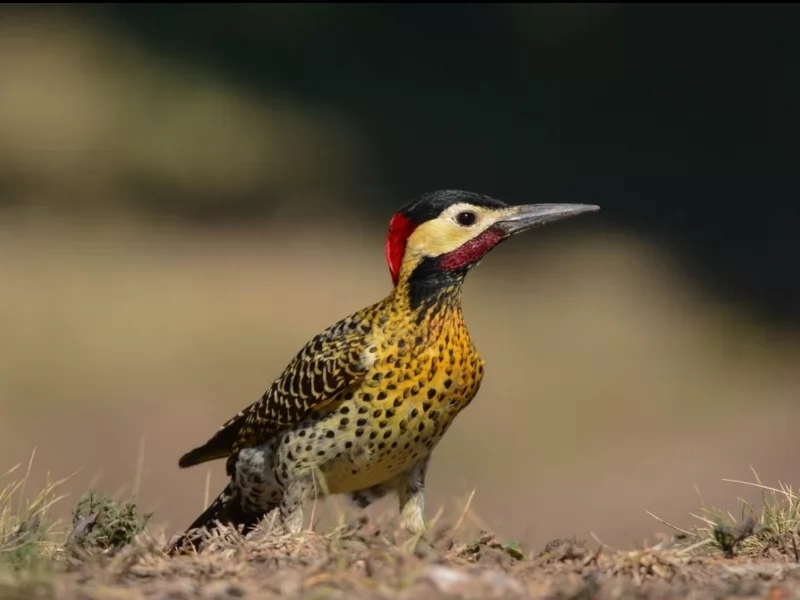 Green-barred Woodpecker