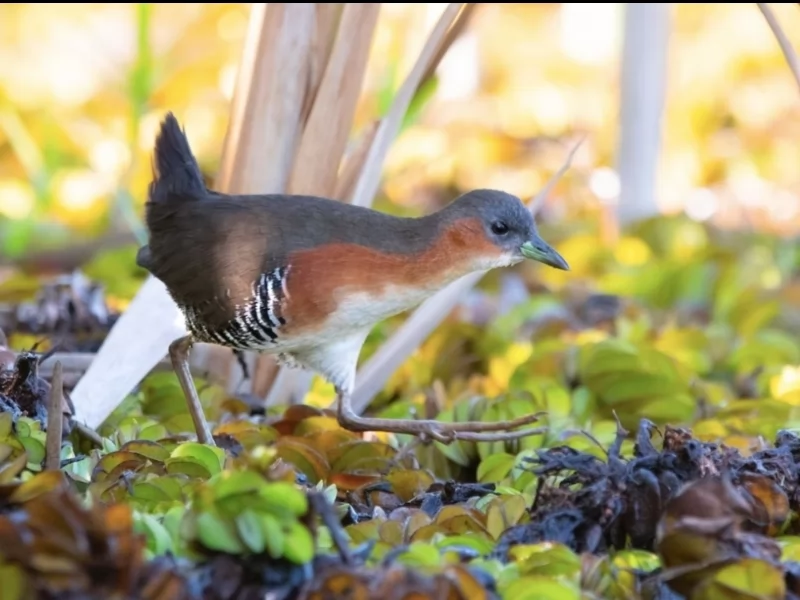 Rufous-sided Crake