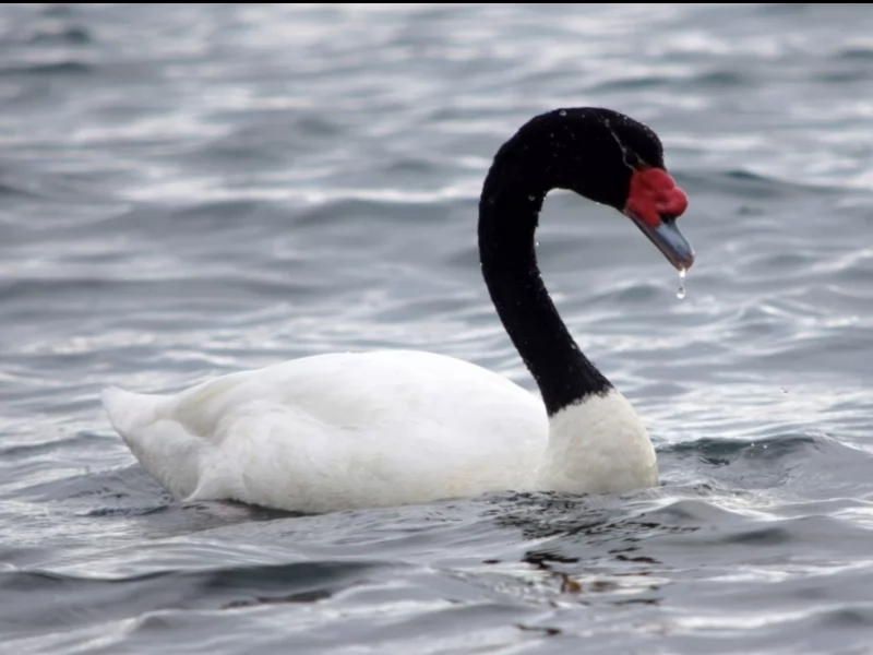 Black-necked Swan