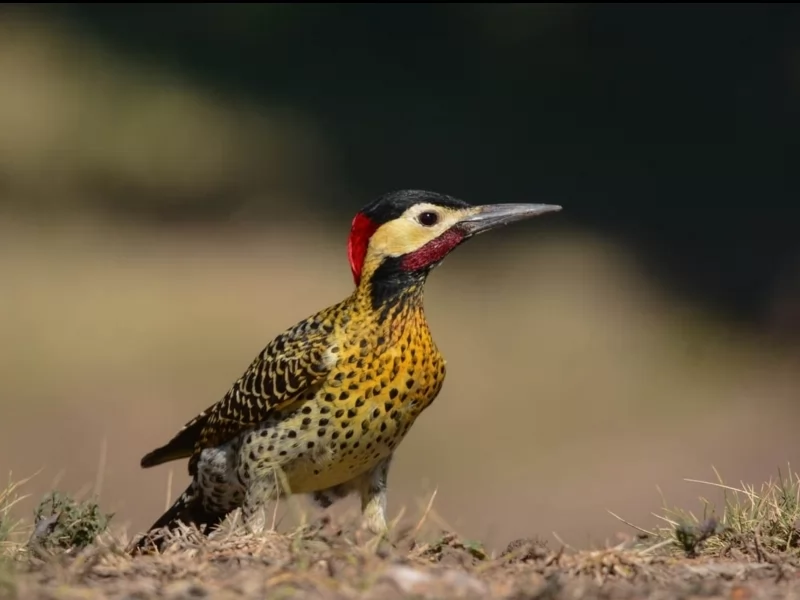 Green-barred Woodpecker