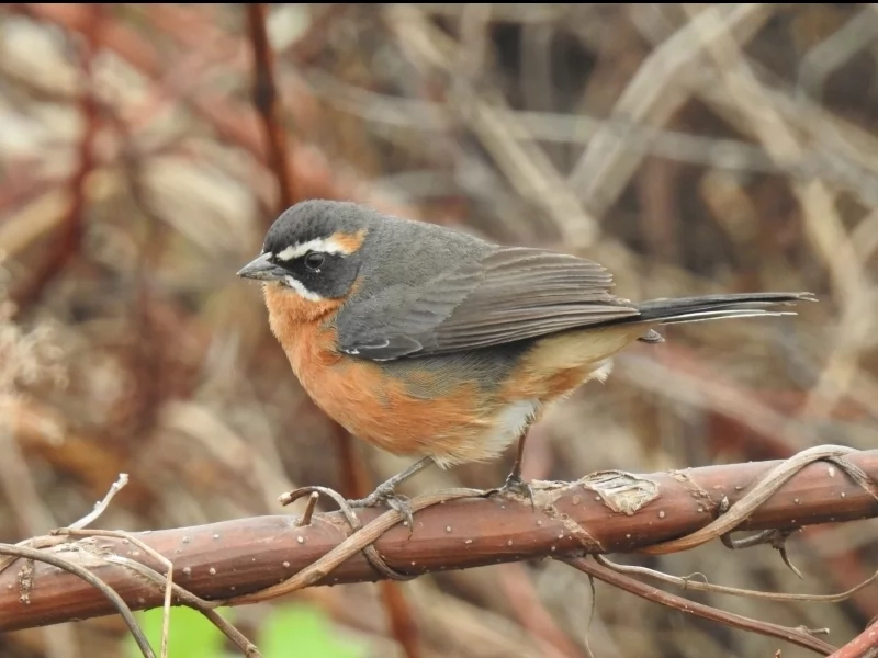 Black-and-rufous Warbling Finch