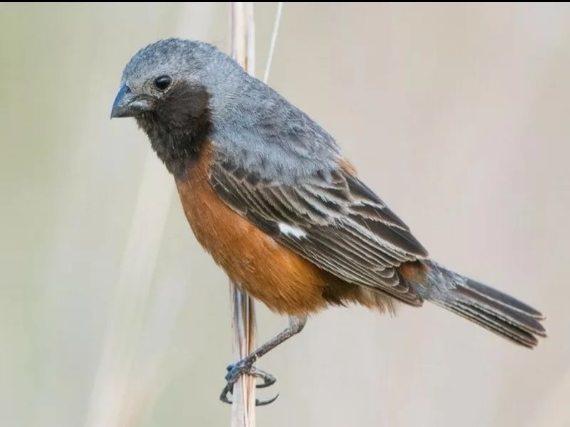 Dark-throated Seedeater