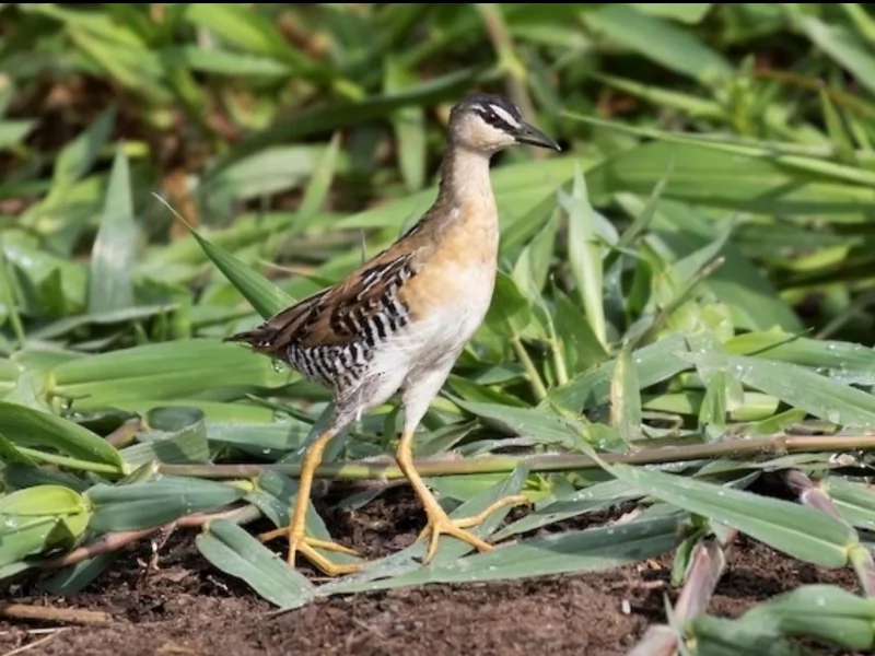 Yellow-breasted Crake